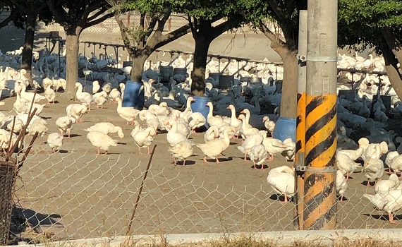 雲林新型H5N2禽流感來襲 國內首例「禽」員戒備