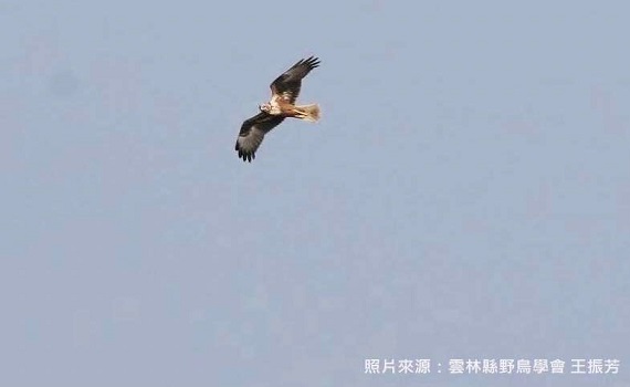 雲林改善濁水溪揚塵 意外打造候鳥棲息秘境