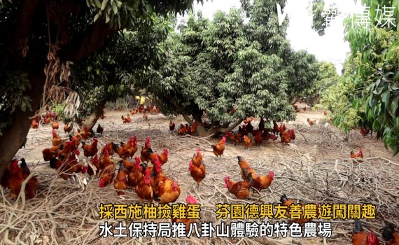 影/採西施柚撿雞蛋 水土保持局推八卦山體驗特色農場