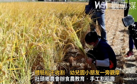 影/崙雅國小學童田間體驗稻子收割 幼兒園小朋友一旁觀摩