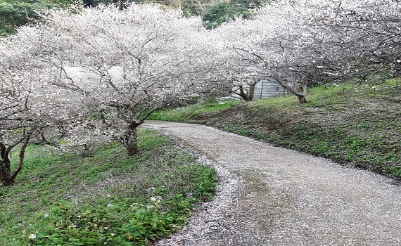 全國唯一鹿茸大餐  在南投縣國姓鄉南港村 