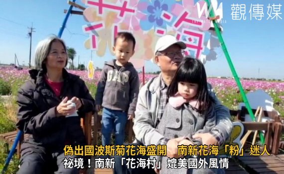 影/偽出國!埔鹽波斯菊盛開 南新花海「粉」迷人