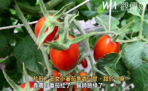 影/秒殺!玉女小蕃茄集香甘甜於一身 讓人愛不釋手