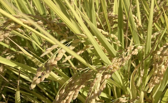 農糧署推行水稻收入保險     保費政府全額負擔 