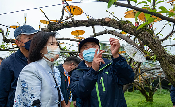 三星地區高接梨穗因天候受損 宜縣府會同相關單位研議現金救助