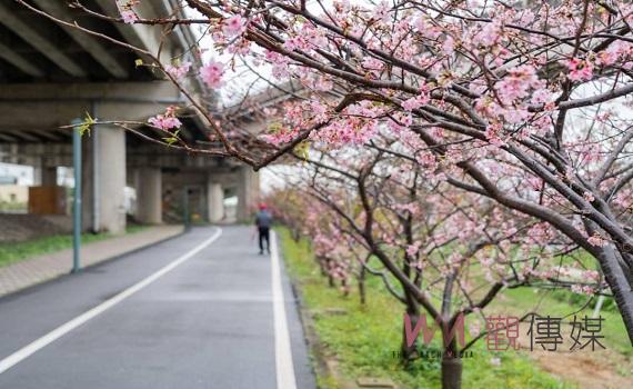 竹市追櫻勝地    新竹公園與左岸櫻花大道粉紅花爆  