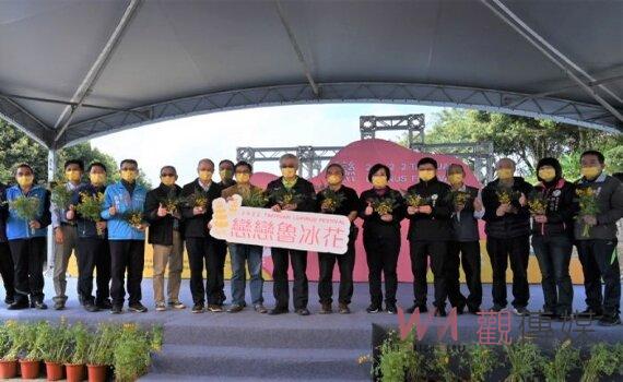 桃園龍潭金黃魯冰花海療癒人心 市府籲善用228連假客庄賞花