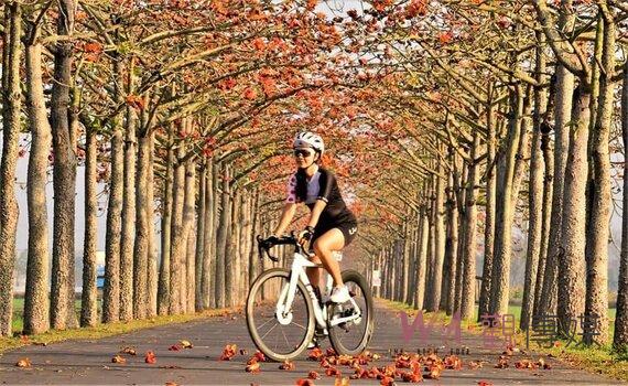觀傳媒 旅遊 22白河木棉花季跨域農夫市集登場