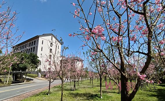 三月櫻花與酢醬草盛開 佛光大學成了粉色系夢幻校園 