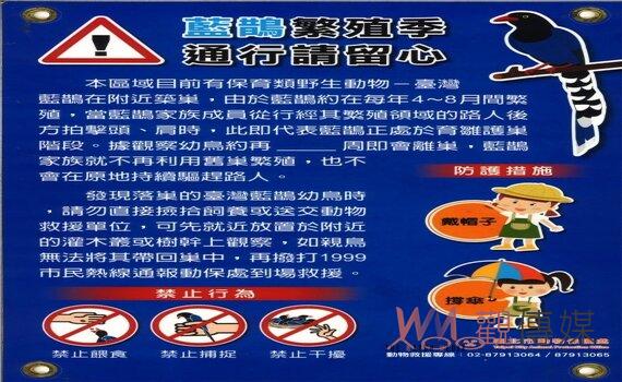台灣藍鵲「空襲」警報!雛育季勿撿拾雛幼鳥避免親鳥撲擊
