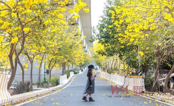 風靡樂活黃金雨 賞花秘境報你哉