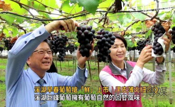 影/溪湖早春葡萄搶「鮮」上市 皮薄肉細又Q