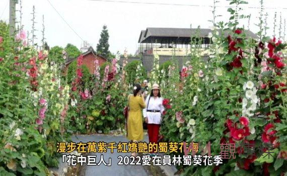 影/漫步萬紫千紅嬌艷蜀葵花海 326到勞動節歡迎來員林賞蜀葵