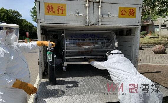 桃園市府去年捕捉遊蕩動物注射絕育疫苗 控制族群數量逾萬隻 