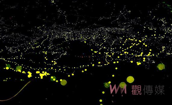影 /一閃一閃亮金金 小礁溪火金姑季開跑