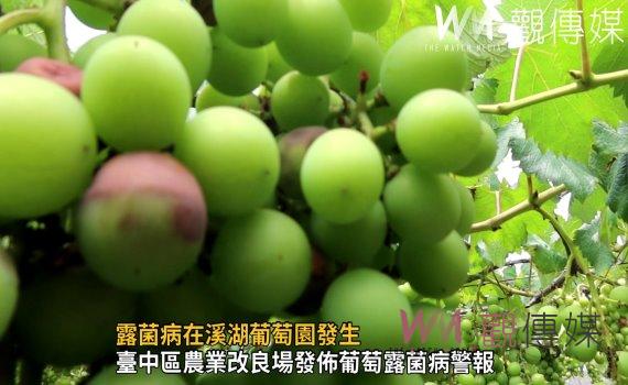 影/露菌病在溪湖葡萄園發生 縣議員陳玉姬通報農業處協助葡萄農防治