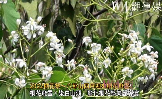 影/八卦山飄白雪!2022桐花祭~八卦山四月迎來桐花飛雪