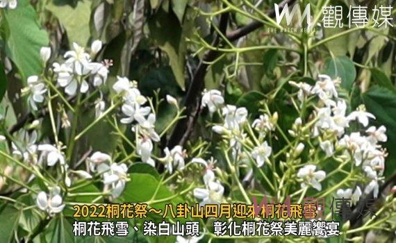 影／八卦山飄白雪！2022桐花祭～八卦山四月迎來桐花飛雪 