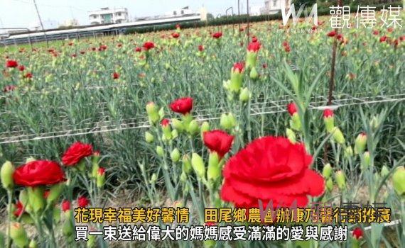 影/花現幸福美好馨情 田尾鄉農會辦康乃馨行銷推廣