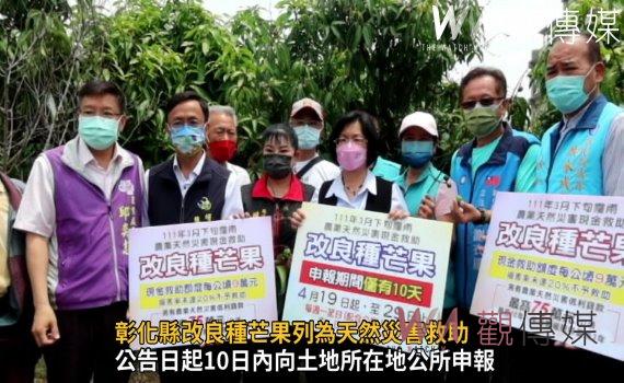 影/霪雨造成芒果黑斑和斑塊 彰化縣改良種芒果列為天然災害救助