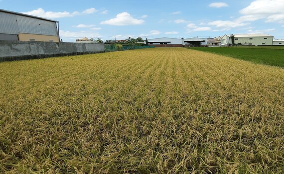 農業水稻收入保險投保  期限延長至4/30 