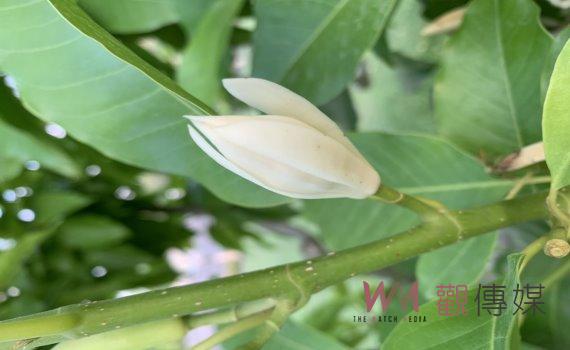 成美文化園「玉蘭花限定花季」尋找「玉蘭花」免費入園