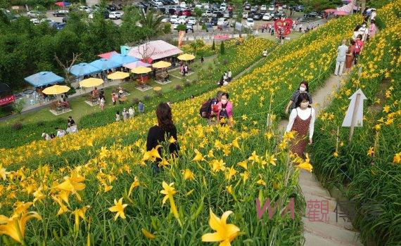 花壇鄉虎山巖金針花一片耀眼金黃花海 疫情遍地開花賞花人潮不再