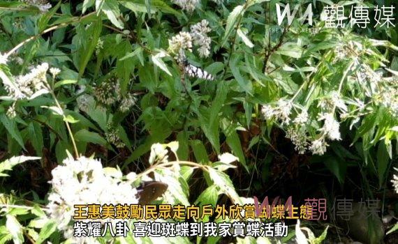 影/賞蝶「趣」!王惠美鼓勵民眾走向戶外欣賞蝴蝶生態
