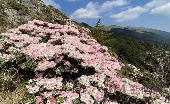賞合歡山高山杜鵑 南投好好玩推出免開車服務
