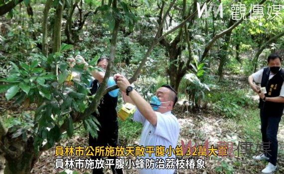 影/荔枝椿象蠢蠢欲動 員林市公所施放天敵平腹小蜂32萬大軍