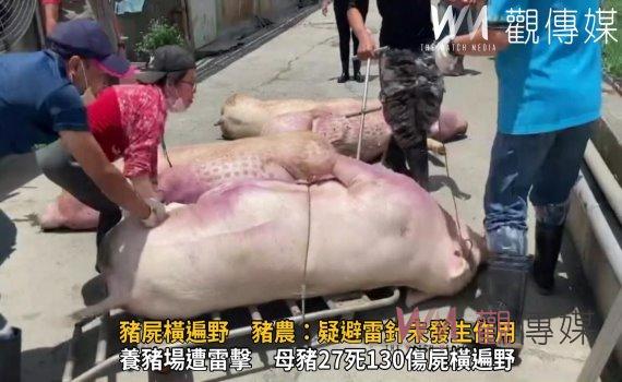 影/養豬場遭雷擊!豬屍橫遍野 豬農:疑避雷針未發生作用