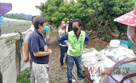 荔枝列入天然災害救助 農委會今天啟動四方會勘