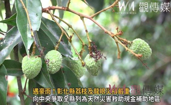 影/二月遇寒害、三月又遇豪雨!彰化縣荔枝及龍眼災損嚴重