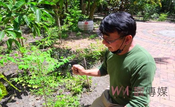 花樹銀行推廣辣木 高蛋白質超營養植物