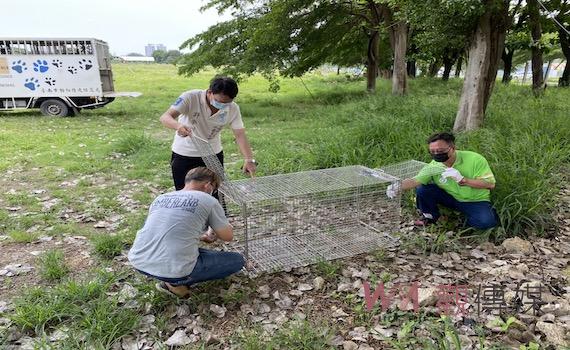 台南騎士遭野狗衝撞摔斷腿 市政顧問許崇洲籲市府積極解決