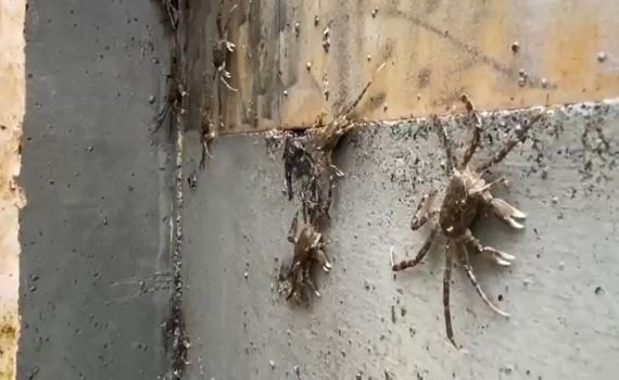水質乾淨生態回來了 新店碧潭堰毛蟹大軍逆流而上