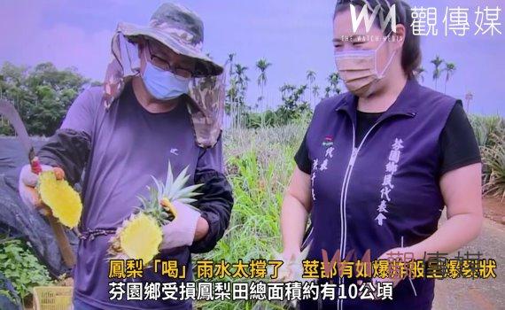 影／鳳梨「喝」雨水太撐了　莖部有如爆炸般呈爆裂狀 