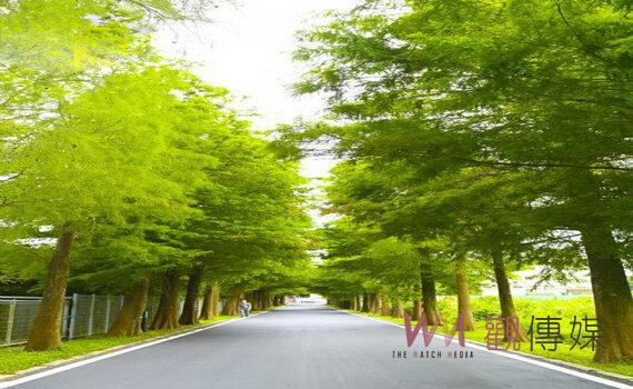 桃園大溪落羽松公園啟用 以多種設施元素串聯落羽松大道美景