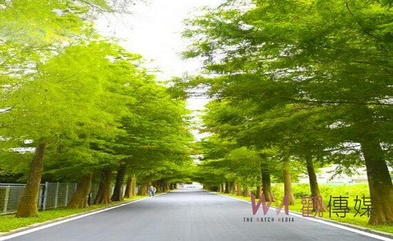 桃園大溪落羽松公園啟用 以多種設施元素串聯落羽松大道美景  