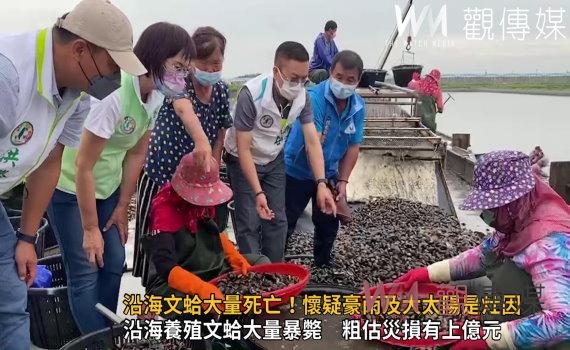 影/沿海文蛤大量死亡 損失高達九成!專家懷疑豪大雨及大太陽是灶因