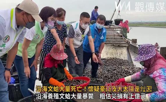 影／沿海文蛤大量死亡　損失高達九成！專家懷疑豪大雨及大太陽是灶因 