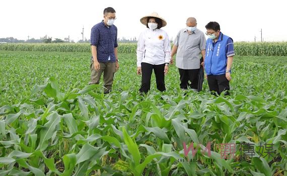 氣候不穩雲林玉米授粉不良　張麗善建議中央列入災害救助 