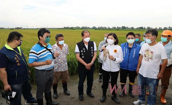 水稻白穗及空包彈約2成　張麗善稻水林地區稻田勘查 