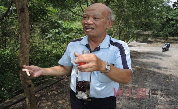 高手在民間!捕捉在光臘樹吸取汁液的虎頭蜂 浸泡米酒現抓現賣