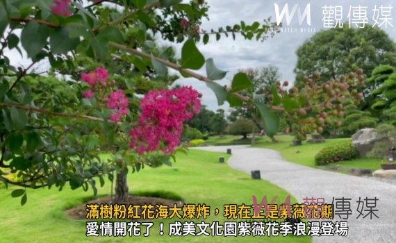 影/滿樹粉紅花海大爆炸!6/18-9/30紫薇花季學生情侶親親免費