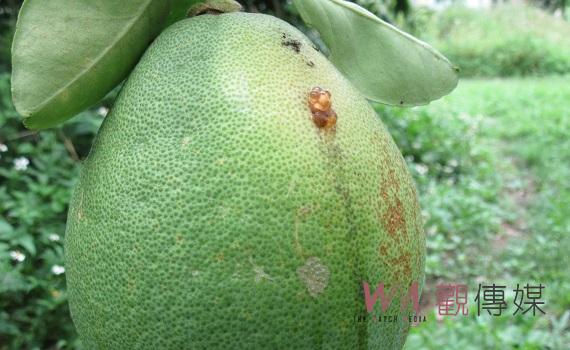 雨後東方果實蠅易孳生危害 防疫所籲請農友強化防治