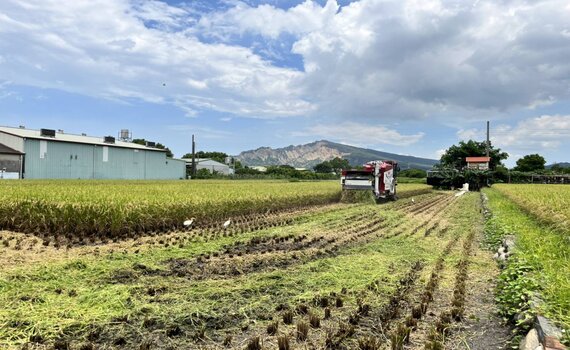 中市1期作稻草剪段翻耕補助 即日起至7/31開放申請