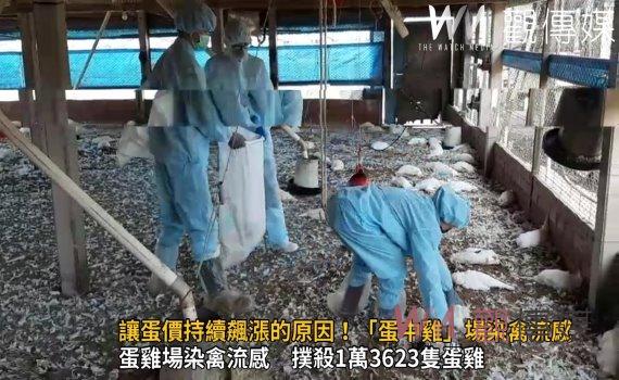 影/讓蛋價持續飆漲的原因!彰化大城2「蛋中雞」場染禽流感