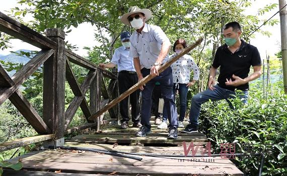 南投縣信義鄉草坪頭觀光茶園步道年久失修林縣長會勘加碼改善 