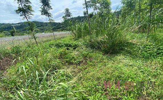 南投縣埔里警翻落草叢奮勇逮捕毒品通緝犯